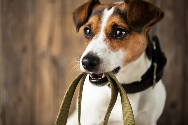 Smell Training for Dogs: Expert Tips to Unlock Your Dog’s Scenting Potential