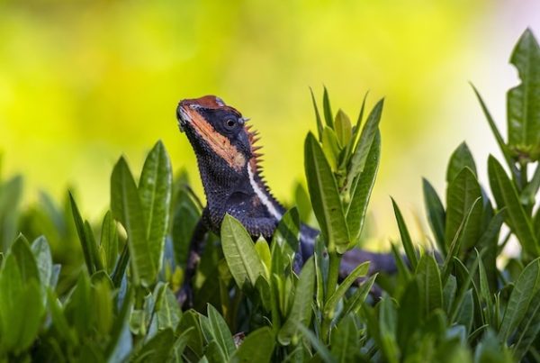 Preventing Future Iguana Infestations: Best Practices
