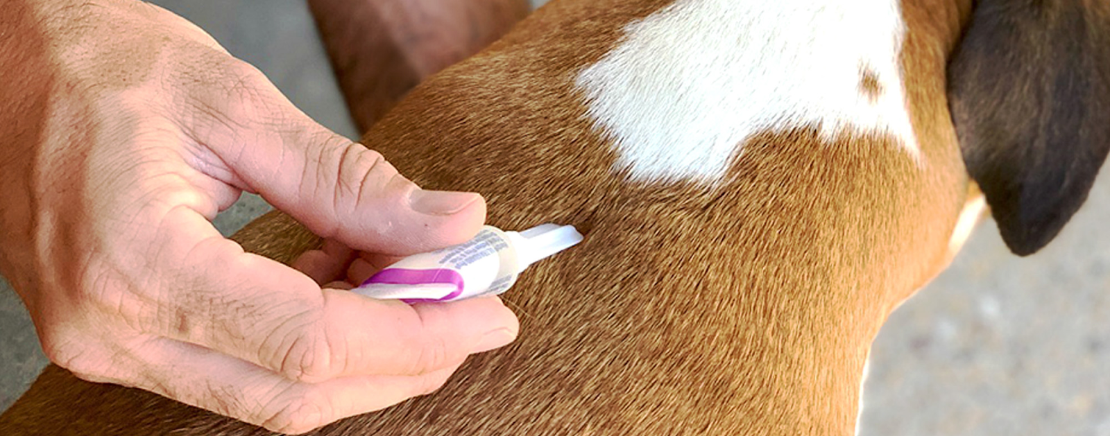 5 Reasons Why Flea and Tick Treatment for Dogs is Important